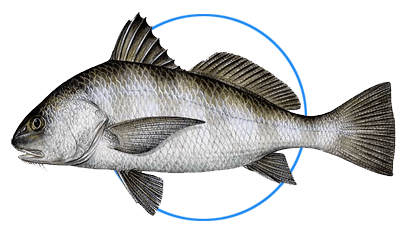 black black drum