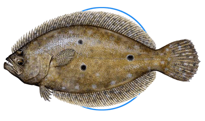 flounder flounder