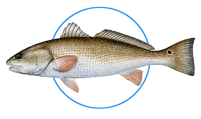 red red drum