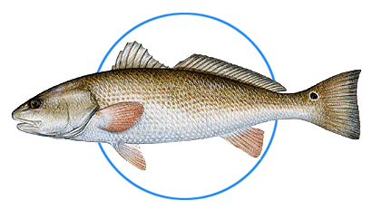 red red drum