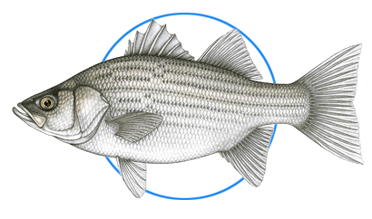 rockfish rockfish