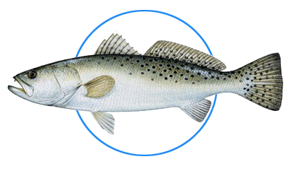 spotted spotted sea trout