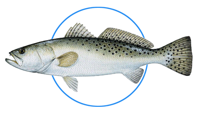 spotted spotted sea trout